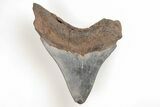 Serrated, 4.37" Fossil Megalodon Tooth - South Carolina - #196848-1